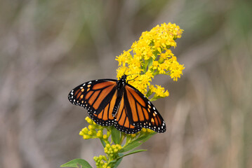 Monarch