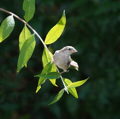 sparrow on a branch,sperling auf einem zweig