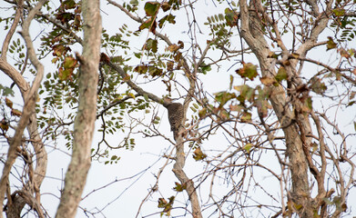 Northern Flicker