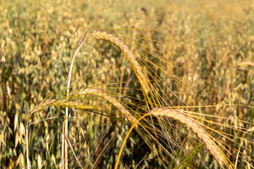 Straw of rye growing in an oat field moving in the wind