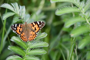 butterfly on grass, Kilkenny, Ireland