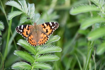 butterfly on grass, Kilkenny, Ireland