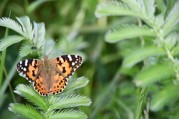 butterfly on flower, Kilkenny, Ireland