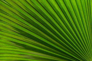 Close-up of a palm leaf in tinted treatment.