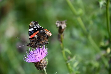 red admiral butterfly on flower, Kilkenny, Ireland