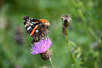 red admiral butterfly on flower, Kilkenny, Ireland