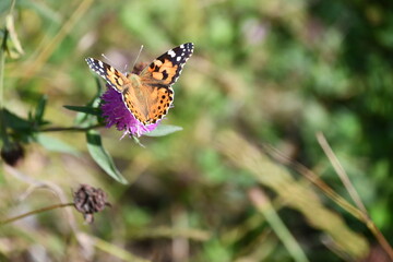butterfly on flower, Kilkenny, Ireland