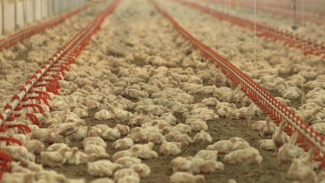 Feeding of broiler chickens, modern chicken breeding.
General view of chickens moving in the chicken coop.
