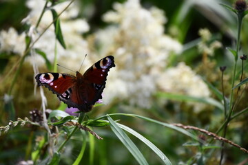 butterfly on flower, Kilkenny, Ireland