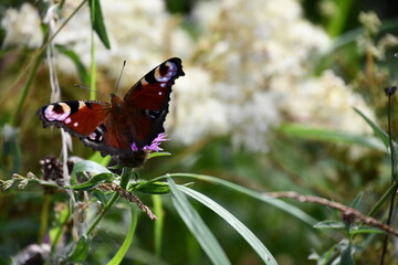 butterfly on flower, Kilkenny, Ireland