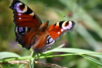 butterfly on flower, Kilkenny, Ireland