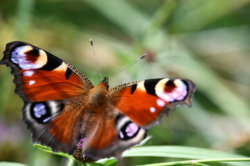 butterfly on flower, Kilkenny, Ireland
