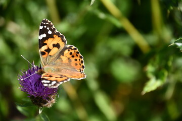 butterfly on flower, Kilkenny, Ireland