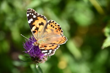 Obraz na płótnie Canvas butterfly on flower, Kilkenny, Ireland