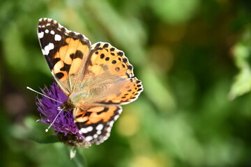 butterfly on flower, Kilkenny, Ireland