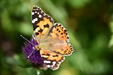 butterfly on flower, Kilkenny, Ireland
