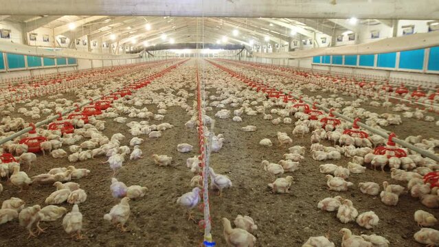 Modern broiler rearing. Chicken coop.
Hundreds of chickens are fed together.
