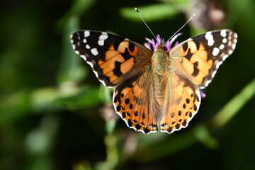 butterfly on flower, Kilkenny, Ireland