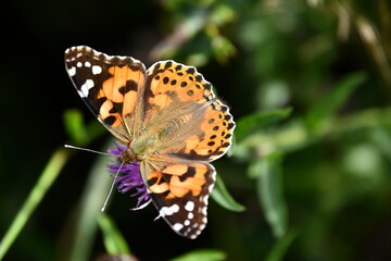 butterfly on flower, Kilkenny, Ireland