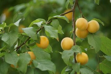 Cherry plum on the branches