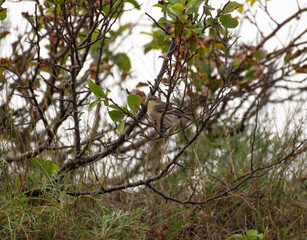 Yellow Rumped Warbler