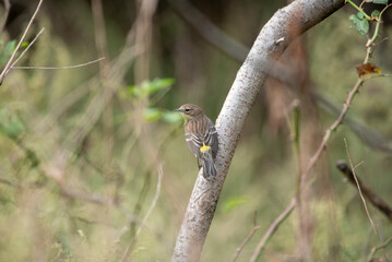 Yellow Rumped Warbler