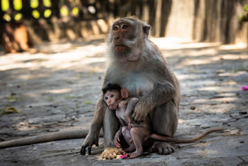 Mother monkeys take care of baby monkeys. Close up
Funny little monkey stick out tongue.
Cute baby monkey, Monkey family.
Mother and baby Balinese long-tailed monkey at temple, Bali, Indonesia.