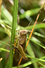 Obraz premium close up of a grasshopper, Kilkenny, Ireland