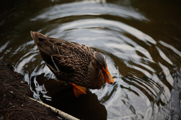 duck in the water
