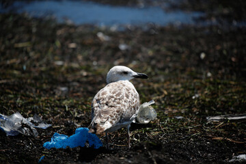 seagull on the rocks