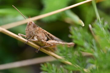 close up of a grasshopper, Kilkenny, Ireland