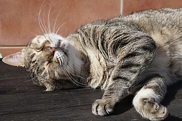 Cat sleeping on a bench close-up