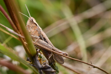 close up of a grasshopper, Kilkenny, Ireland