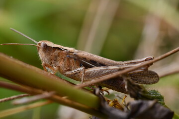 close up of a grasshopper, Kilkenny, Ireland
