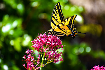 butterfly on flower