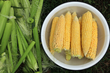 Bowl with corn cobs. Nearby are corn leaves.