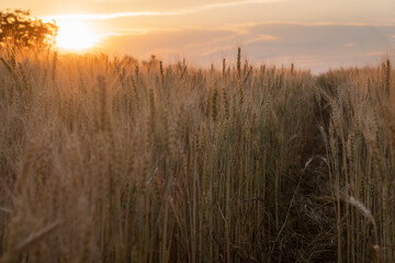 Fototapeta na wymiar ears of wheat in the rays of the sunset. Ukraine.