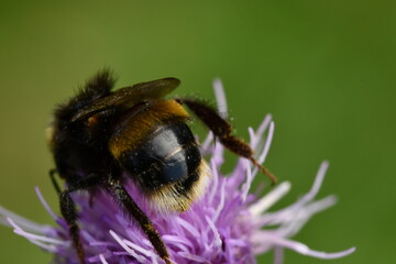 bee on a flower, Kilkenny, Ireland