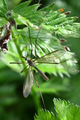 Cranefly, Tipula paludosa, Giant mosquito, Kilkenny, ireland
