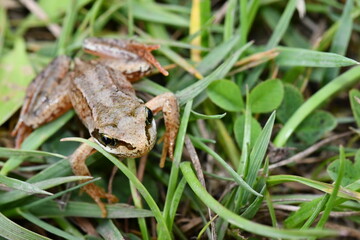 frog in the grass, Kilkenny, Ireland