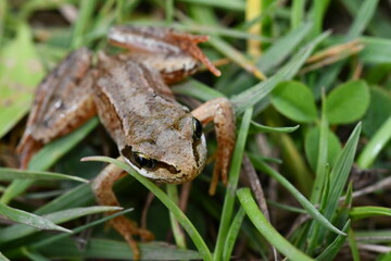 frog in the grass, Kilkenny, Ireland