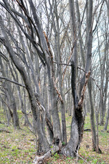 Hornbeam trees growing in the forest