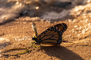 Fototapeta na wymiar Butterfly on the Beach