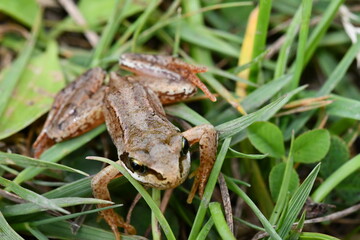 frog in the grass, Kilkenny, Ireland