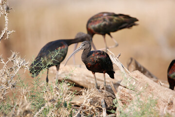 grey crowned crane