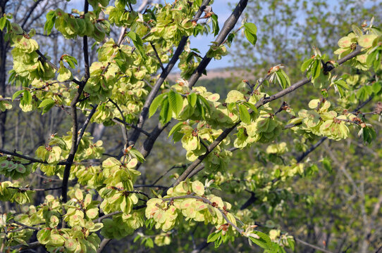 Elm grows in nature