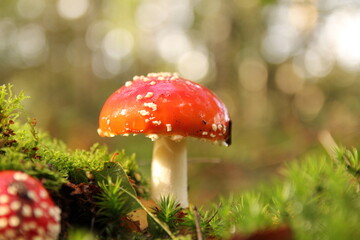 a beautiful mushroom with a red cap in green moss and  a bright bokeh in the background in the forest in autumn