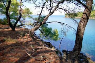 Recreation. View through the pine trees of the Aegean Sea in Sithonia. Greece. A warm sunny day in September. Bright colors and amazing beauty of nature. Water surface and waves.