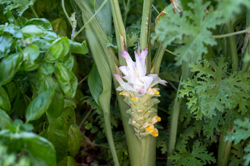 Turmeric spice flower in garden
