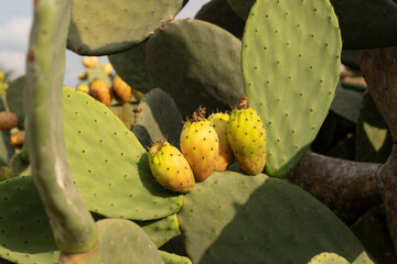 Organic Opuntia ficus-indica with ripe fruit ready to eat